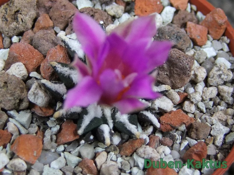 Ariocarpus kotschoubeyanus macdowellii El Pilar pot 5,5 cm