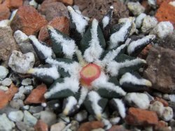 Ariocarpus kotschoubeyanus macdowellii El Pilar pot 5,5 cm - 12396962