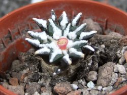 Ariocarpus kotschoubeyanus macdowellii El Pilar pot 5,5 cm - 12396965