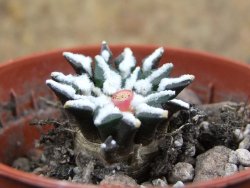 Ariocarpus kotschoubeyanus macdowellii El Pilar pot 5,5 cm - 12396966