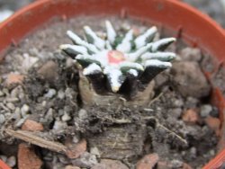 Ariocarpus kotschoubeyanus macdowellii El Pilar pot 5,5 cm - 12396967