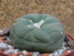 Lophophora difusa ? lutea, pot 6,5 cm - 12396984