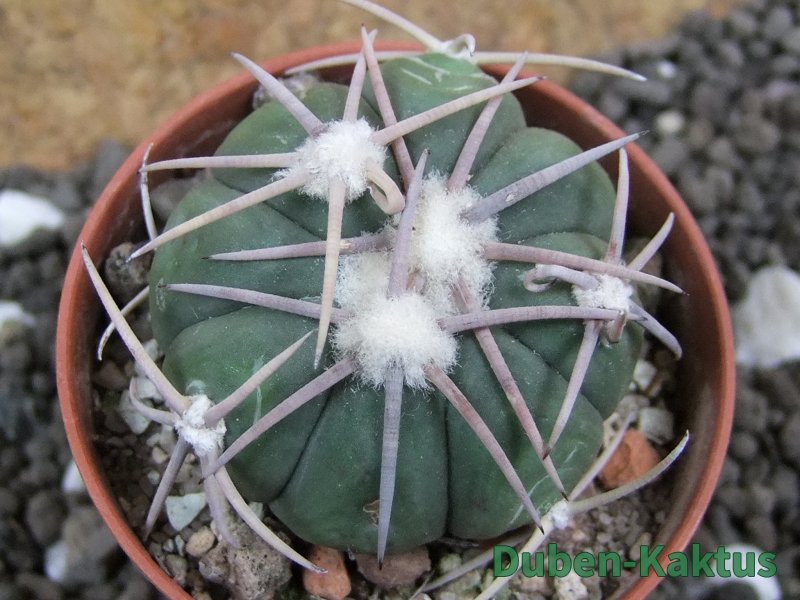 Echinocactus horizonthalonius Carazone d´Mol pot 5,5 cm - 12396986