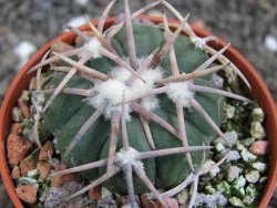 Echinocactus horizonthalonius Carazone d´Mol pot 5,5 cm - 12396995