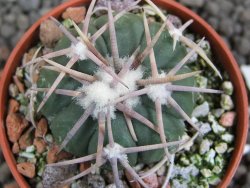 Echinocactus horizonthalonius Carazone d´Mol pot 5,5 cm - 12396996