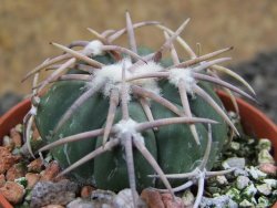 Echinocactus horizonthalonius Carazone d´Mol pot 5,5 cm