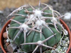 Echinocactus horizonthalonius Carazone d´Mol pot 5,5 cm - 12397000