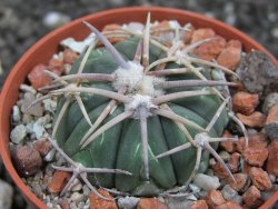 Echinocactus horizonthalonius Carazone d´Mol pot 5,5 cm