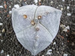 Astrophytum myriostigma tricostatum pot 5,5 cm