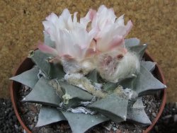 Ariocarpus retusus pot 12 cm cites IA