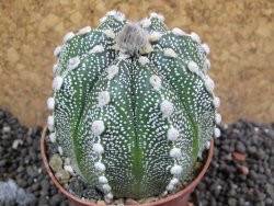 Astrophytum asterias hybrid oibo, pot 6,5 cm - 12397100