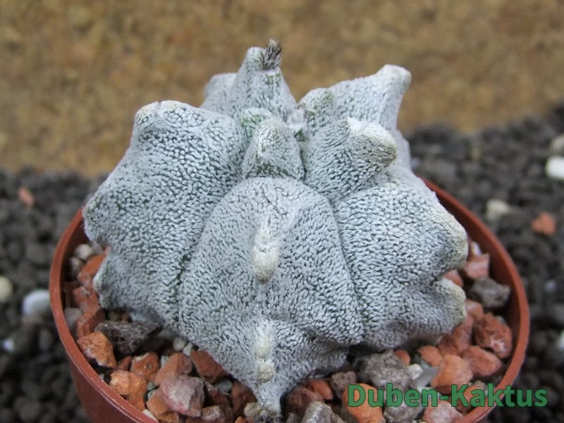 Asrophytum coahuilense Hakuran pot 6,5 cm