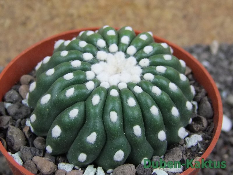 Notocactus uebelmannianus inermis pot 6,5 cm - 12397157