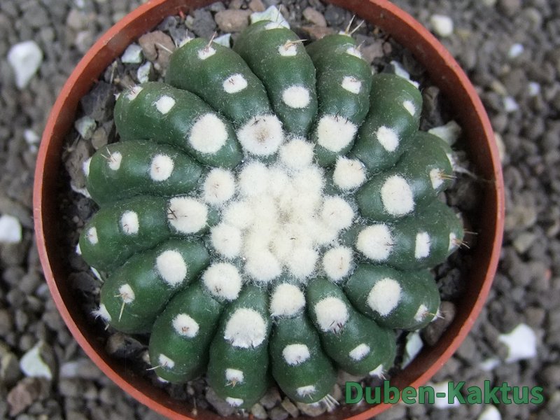 Notocactus uebelmannianus inermis pot 6,5 cm - 12397160