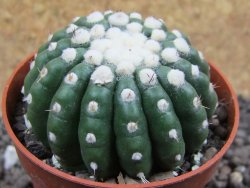 Notocactus uebelmannianus inermis pot 6,5 cm - 12397162