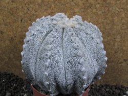 Astrophytum Hanazano Kabuto hybrid Snowy XXL 10 cm - 12397189