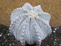 Astrophytum Hanazano Kabuto hybrid Snowy XXL 10 cm