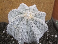 Astrophytum Hanazano Kabuto hybrid Snowy XXL 10 cm - 12397193