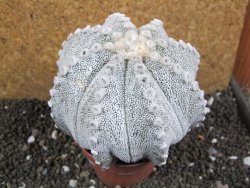 Astrophytum Hanazano Kabuto hybrid Snowy XXL 10 cm - 12397194