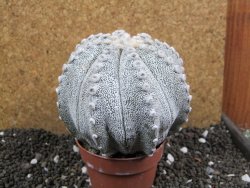 Astrophytum Hanazano Kabuto hybrid Snowy XXL 10 cm - 12397195