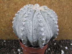 Astrophytum Hanazano Kabuto hybrid Snowy XXL 10 cm - 12397196