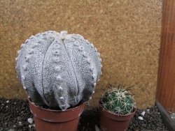 Astrophytum Hanazano Kabuto hybrid Snowy XXL 10 cm - 12397197