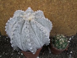 Astrophytum Hanazano Kabuto hybrid Snowy XXL 10 cm - 12397198