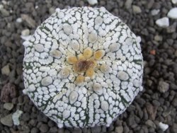 Astrophytum Super Kabuto pot 5,5 cm