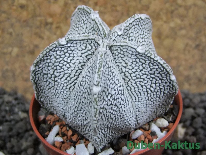 Astrophytum coahuilense snow (Super Coahuilense), pot 5,5 cm - 12397218