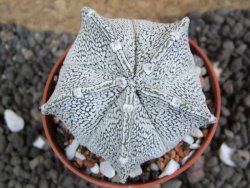 Astrophytum coahuilense snow (Super Coahuilense), pot 5,5 cm - 12397216
