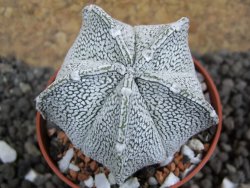 Astrophytum coahuilense snow (Super Coahuilense), pot 5,5 cm - 12397217