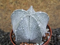Astrophytum coahuilense snow (Super Coahuilense), pot 5,5 cm - 12397219