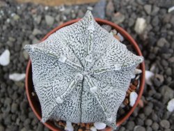 Astrophytum coahuilense snow (Super Coahuilense), pot 5,5 cm - 12397221