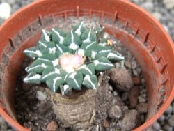 Ariocarpus kotschoubeyanus sladkovskii Rio Verde pot 5,5 cm - 12397257