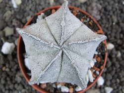 Astrophytum coahuilense snow (Super Coahuilense), pot 5,5 cm - 12397289