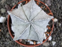 Astrophytum coahuilense snow (Super Coahuilense), pot 5,5 cm - 12397290