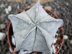 Astrophytum coahuilense snow (Super Coahuilense), pot 5,5 cm - 12397291
