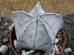 Astrophytum coahuilense snow (Super Coahuilense), pot 5,5 cm - 12397292