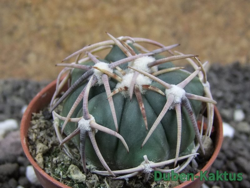Echinocactus horizonthalonius pot 5,5 cm - 12397296
