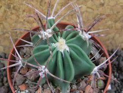 Echinocactus parryi Ciudad Juarez, pot 6,5 cm - 12397367