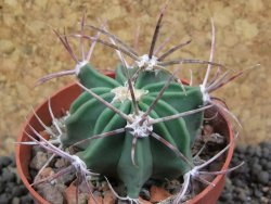 Echinocactus parryi Ciudad Juarez, pot 6,5 cm - 12397368