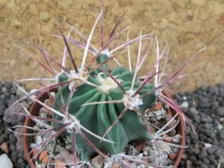 Echinocactus parryi Ciudad Juarez, pot 6,5 cm - 12397370