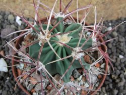 Echinocactus parryi Ciudad Juarez, pot 6,5 cm - 12397371