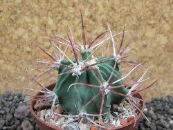 Echinocactus parryi Ciudad Juarez, pot 6,5 cm - 12397373