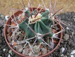 Echinocactus parryi Ciudad Juarez, pot 6,5 cm - 12397374