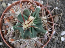 Echinocactus parryi Ciudad Juarez, pot 6,5 cm - 12397375