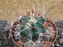 Echinocactus parryi Ciudad Juarez, pot 6,5 cm