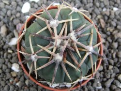 Echinocactus horizonthalonius Mineral d´Pozos, pot 5,5 cm