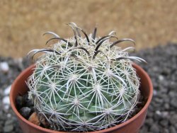 Coryphantha kracikii Diamante, Dur. pot 5,5 cm - 12397386