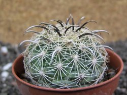 Coryphantha kracikii Diamante, Dur. pot 5,5 cm - 12397387